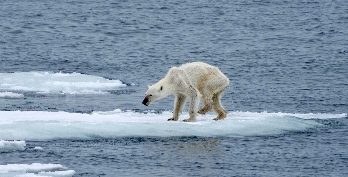 Gấu bắc cực, một trong những loài có khả năng bị tuyệt chủng